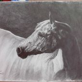 študijná kresba koňa